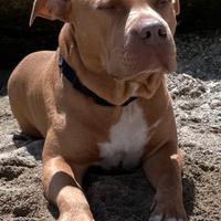 American pitbull terrier ukc