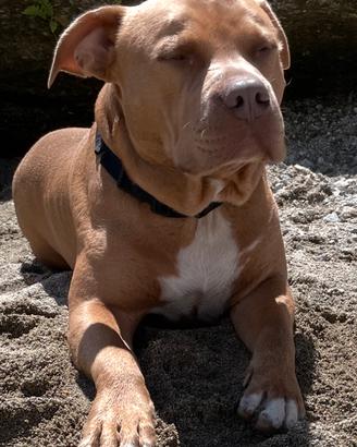 American pitbull terrier ukc