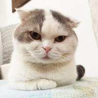 Animali