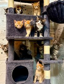 Norvegesi delle foreste - cuccioli