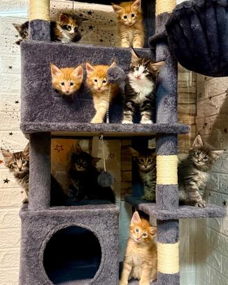 Norvegesi delle foreste - cuccioli