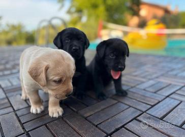 I cuccioli di Labrador ti stanno aspettando