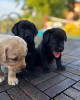 I cuccioli di Labrador ti stanno aspettando