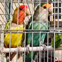 Pappagalli più gabbia