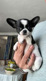 Chihuahua toy