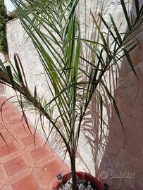 cocos
