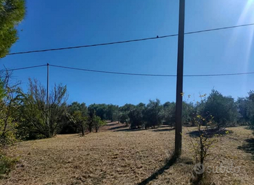 Terreno Agricolo Nocciano