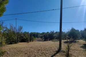 Terreno Agricolo Nocciano