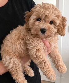 MALTIPOO & MALTIPO CUCCIOLI nani - pag rateale