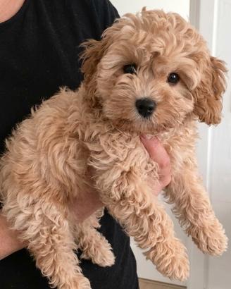 MALTIPOO & MALTIPO CUCCIOLI nani - pag rateale