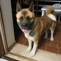 Akita americano