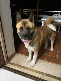Akita americano