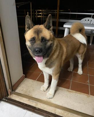 Akita americano