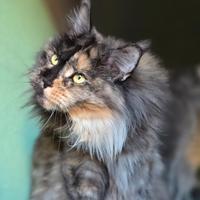 Maine coon linea grande