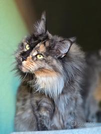 Maine coon linea grande
