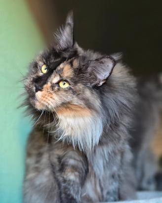 Maine coon linea grande