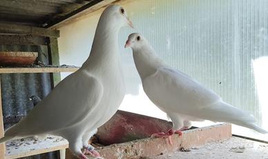 Coppia di colombi viaggiatori bianchi