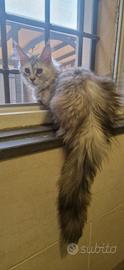 Cuccioline di Maine Coon