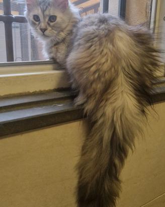 Cuccioline di Maine Coon