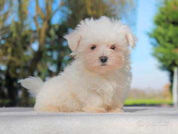 Cucciolo maschio di Maltese