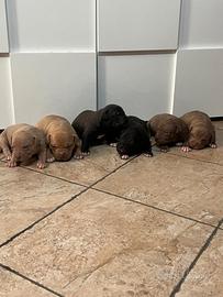Cuccioli pitbull