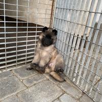 4 cuccioli di pastore belga Tervueren