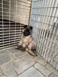 4 cuccioli di pastore belga Tervueren