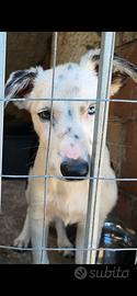 Cucciolo di Borde Collie 