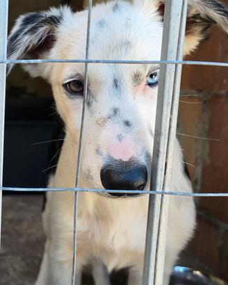 Cucciolo di Borde Collie 
