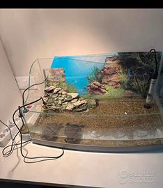 acquario tartarughe 