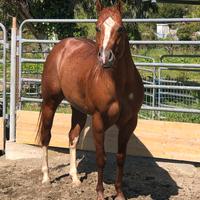 Stallone Quarter horse da morfologia