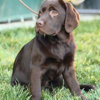 Cuccioli labrador chocolate