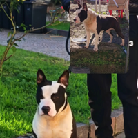 Amstaff