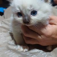 Cuccioli di ragdoll con pedigree