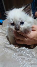 Cuccioli di ragdoll con pedigree