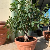 Bonsai ficus adulto