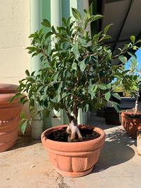 Bonsai ficus adulto