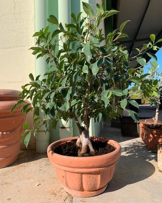 Bonsai ficus adulto