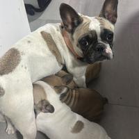 Due cuccioli bulldog francese