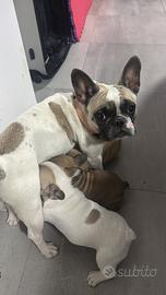 Due cuccioli bulldog francese