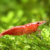 Caridine red cherry