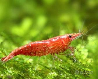 Caridine red cherry