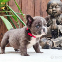 Strepitoso maschietto bulldog francese FLUFFY