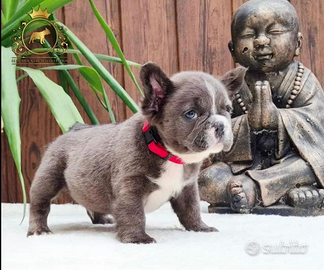 Strepitoso maschietto bulldog francese FLUFFY
