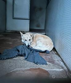 Sebastian, 8 anni in box