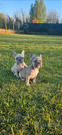 Cuccioli bulldog francese