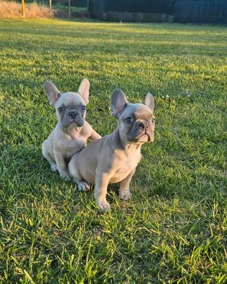 Cuccioli bulldog francese