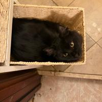 Due gatte, di circa un anno