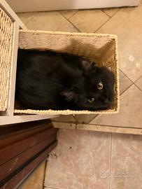 Due gatte, di circa un anno