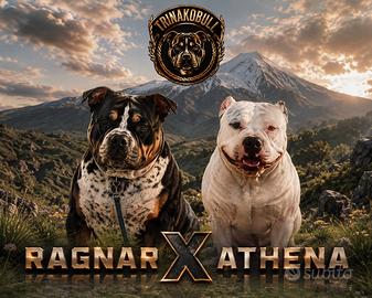 American Bully cuccioli
